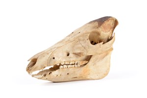 Image description is not available for 1997.1.44